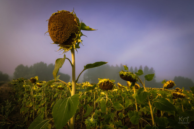 Nogal de las Huertas (Palencia)