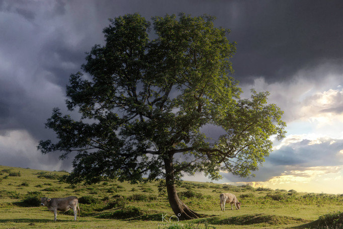 La Arboleda (Sestao)