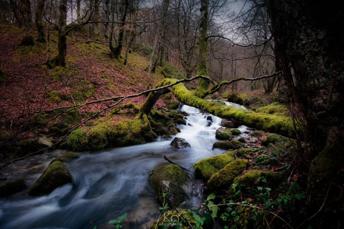 Selva de Irati (Navarra)